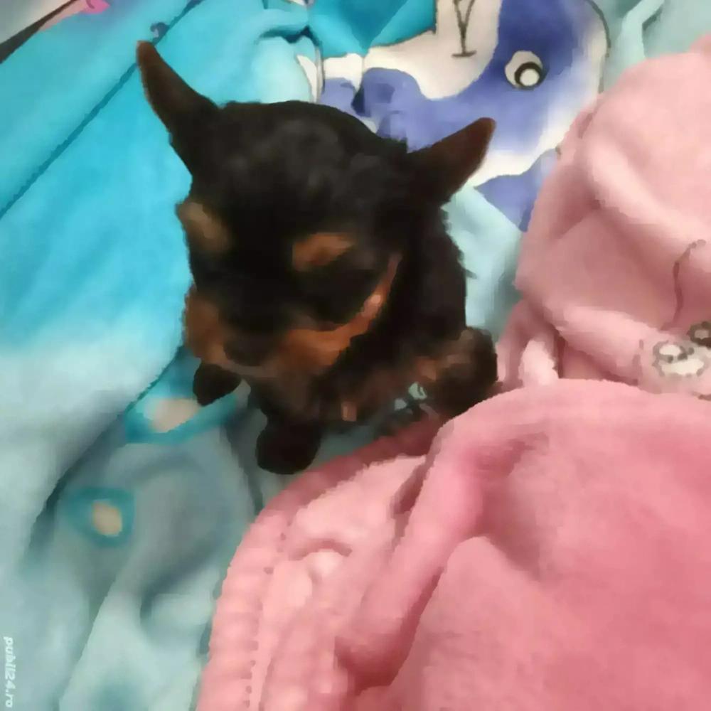 Yorkshire Tertier Mini Toy