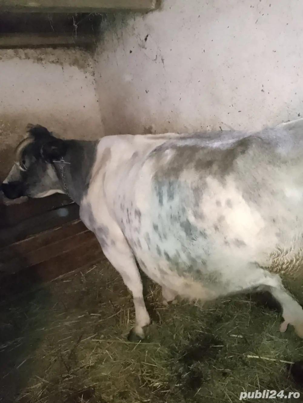 Vând vacă cu vițel