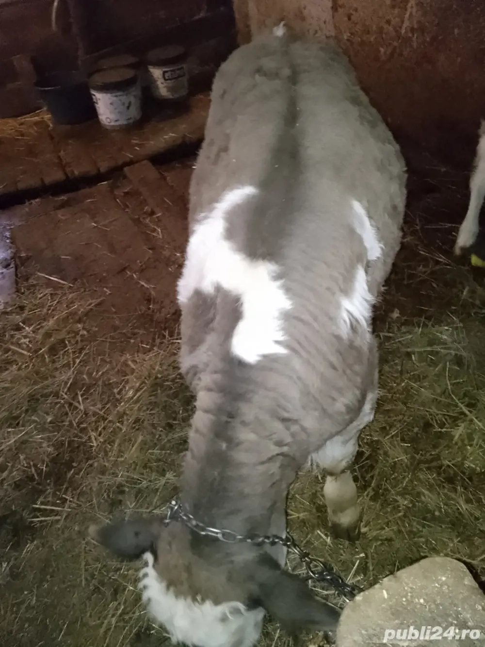 Vând vițel de 2 luni 