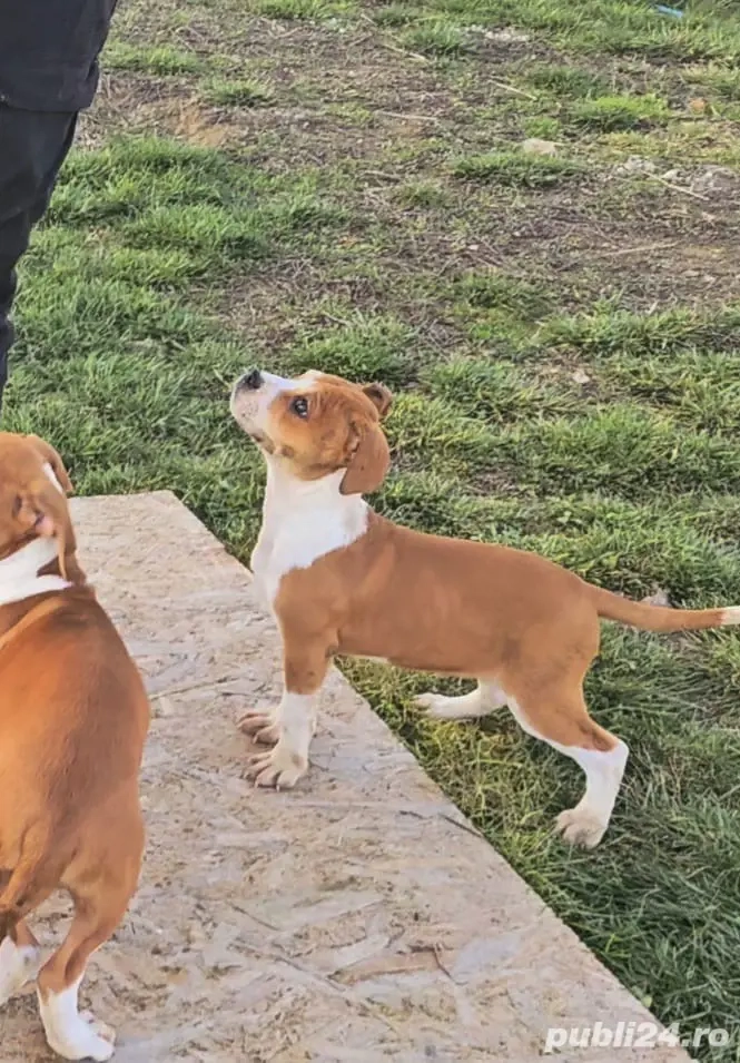 Pui amstaff de vânzare ! 