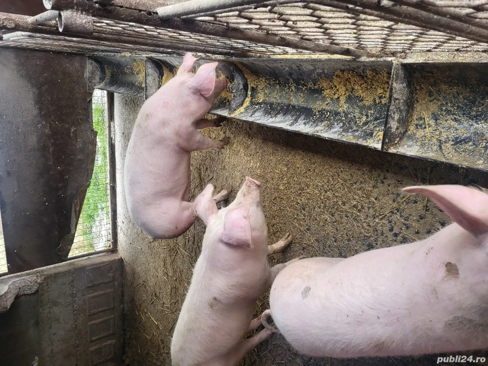 vand soldani, porci, purcei