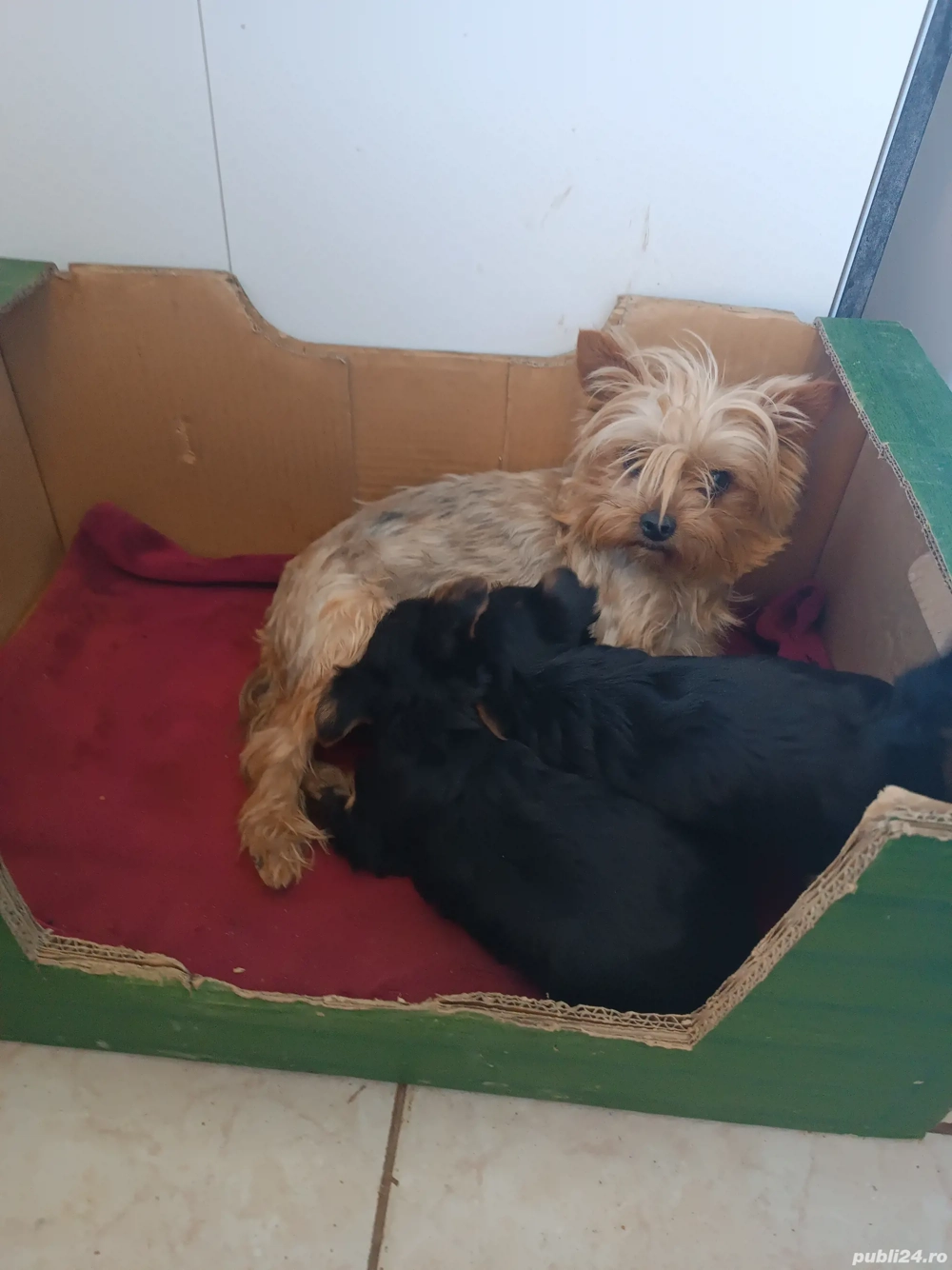 Disponibili un băiețel și o fetiță 