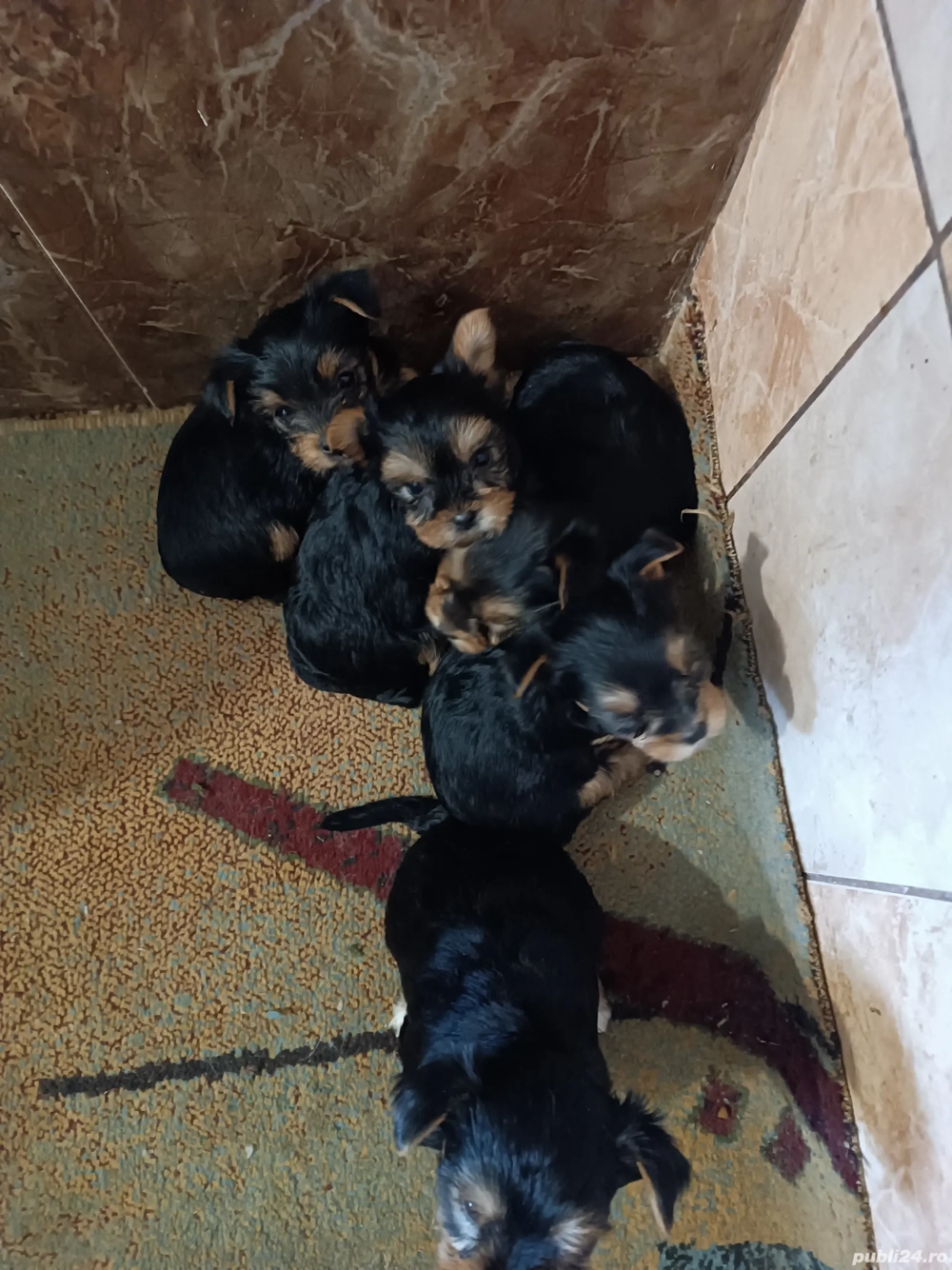 Disponibili doy baeti si o fetiță 