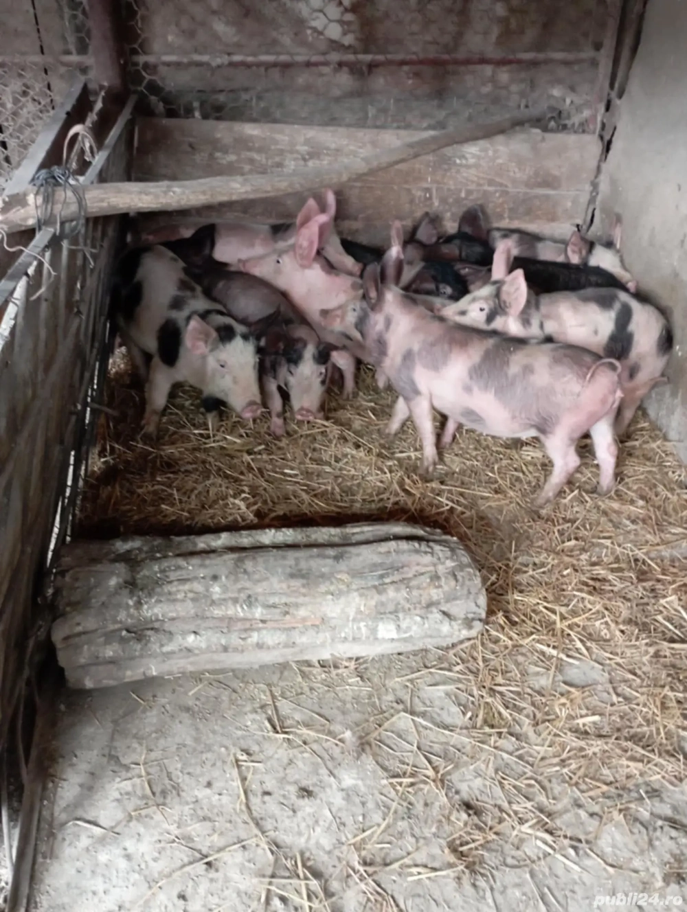 Purcei frumoși disponibili