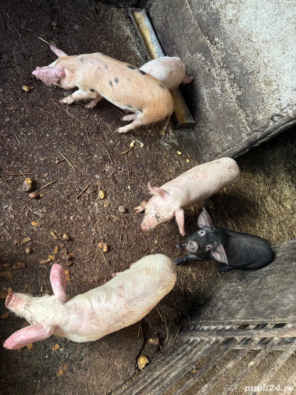 De vânzare purcei - 30kg