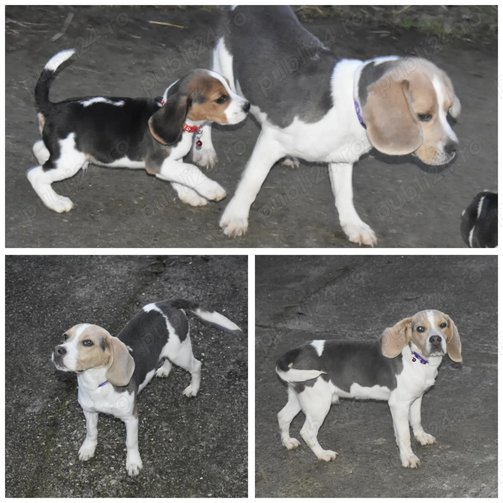 Pui Beagle mascul, culoare blue and tan