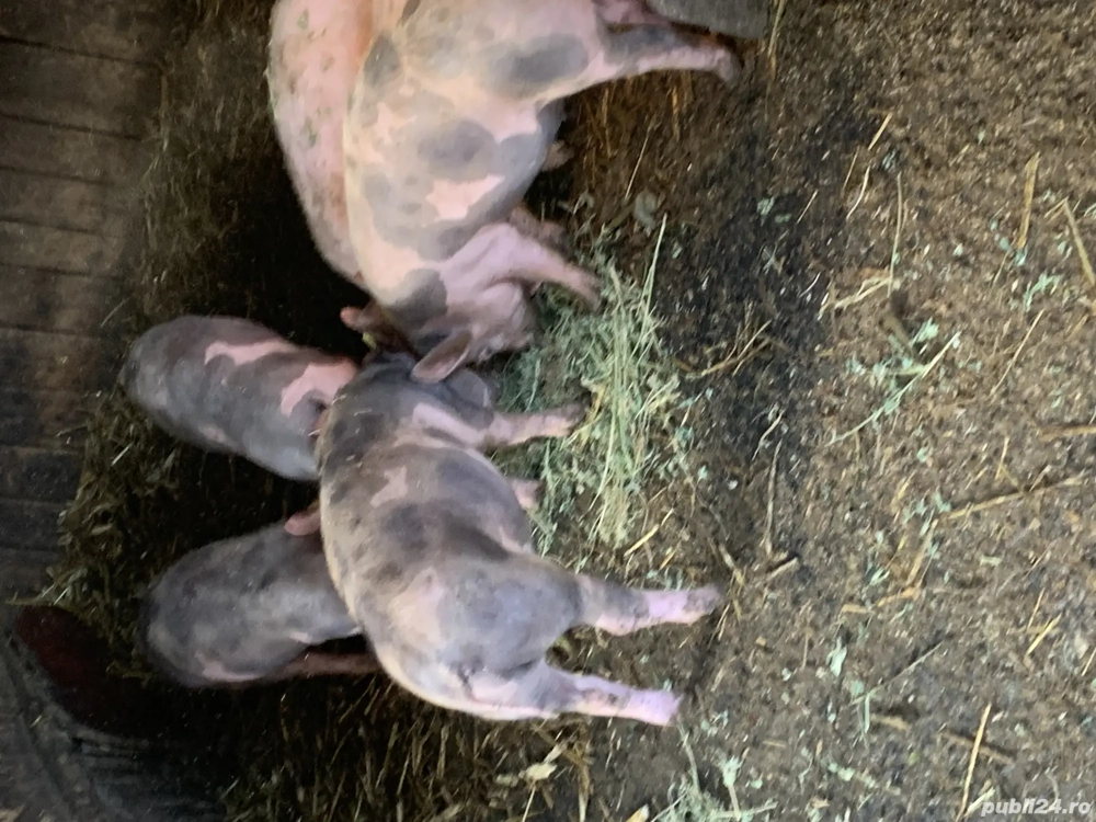 Purcei de țară de vânzare 