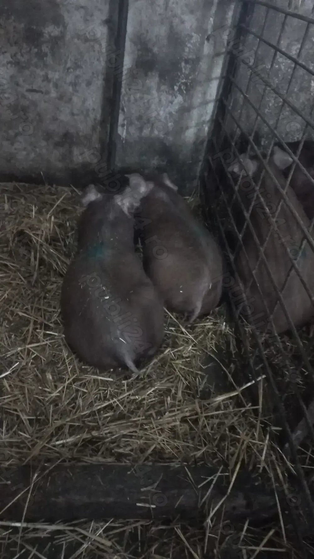 Ultima Pereche Purcei Duroc Pur de reproducție Turnu Magurele o733345270