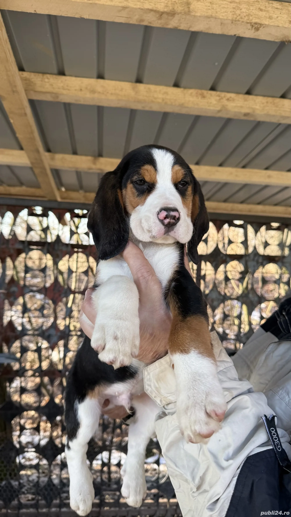 Beagle Tricolor