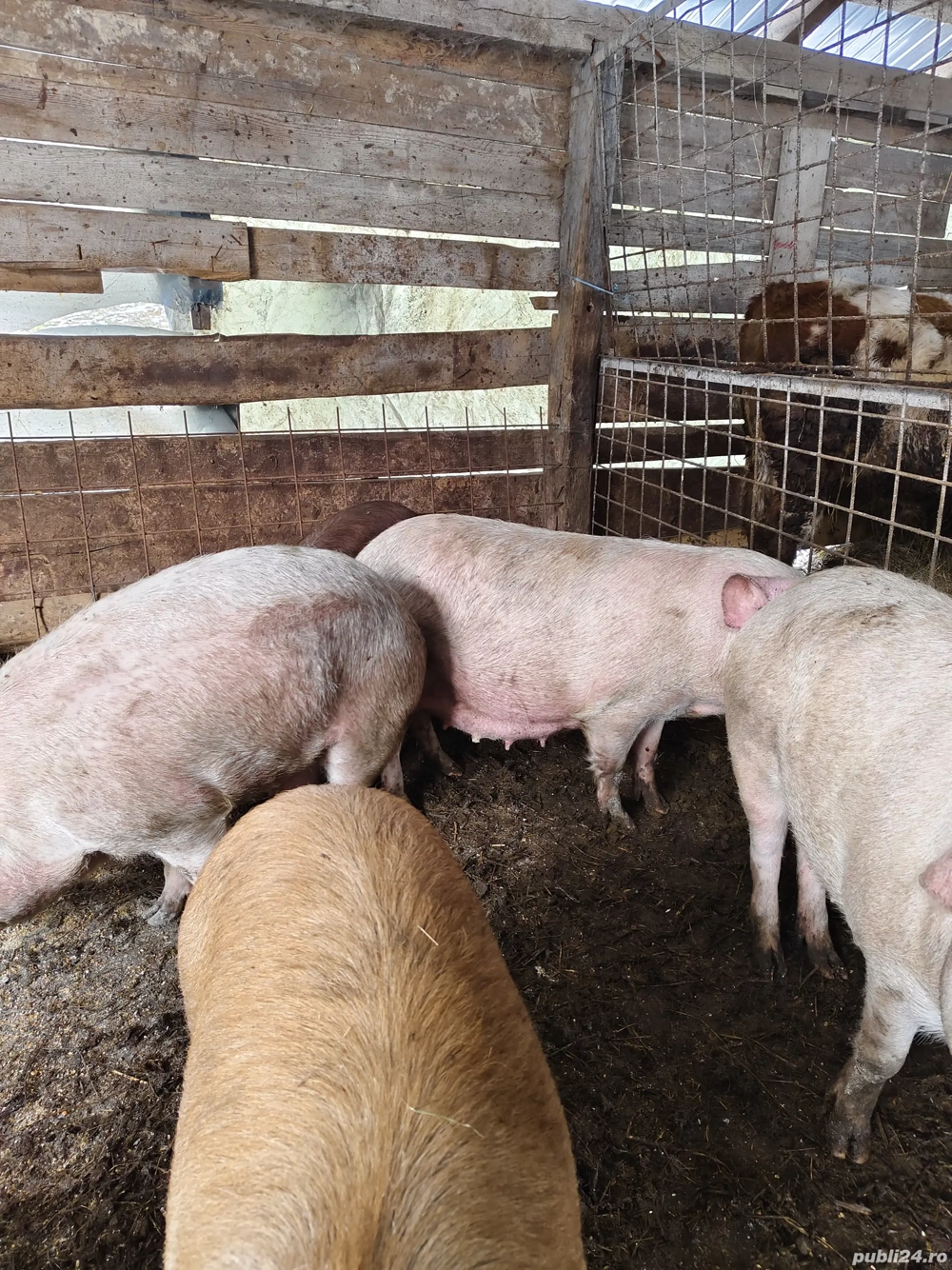 Porcii  purcele de vânzare 