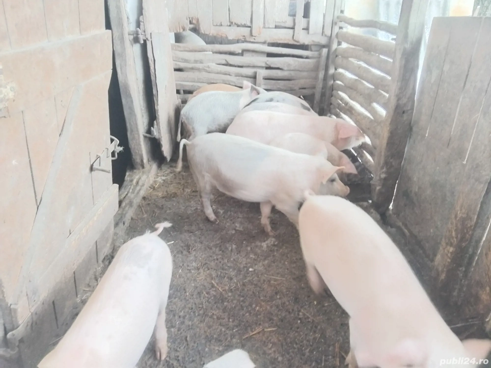 vand purcei de 16 saptamani 