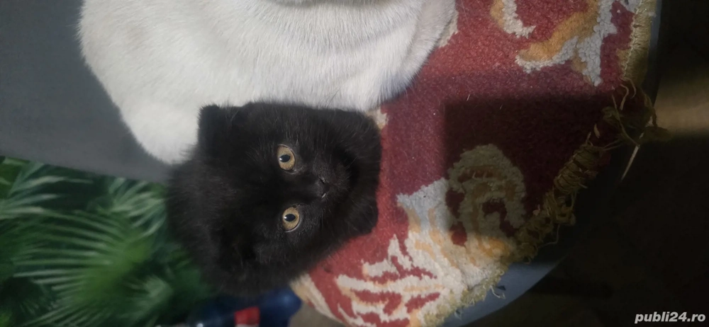 băiețel british shorthair deparazitati învățați la litera 