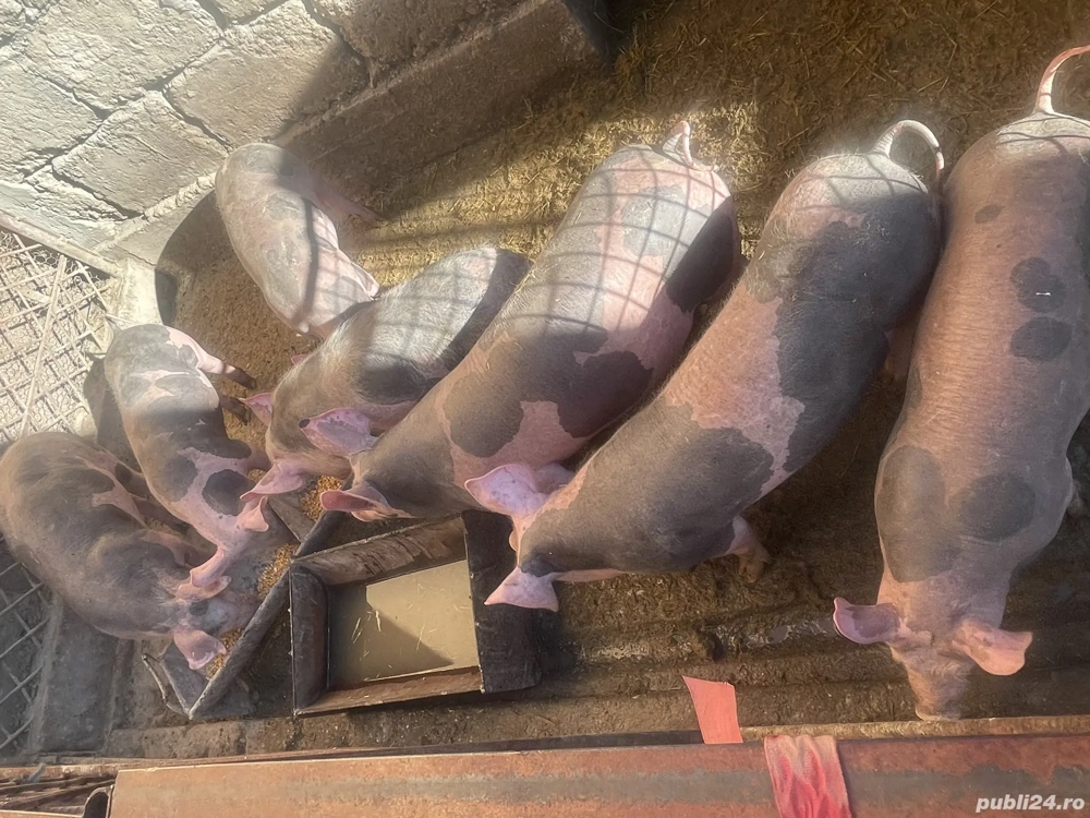 Purcei de vânzare 