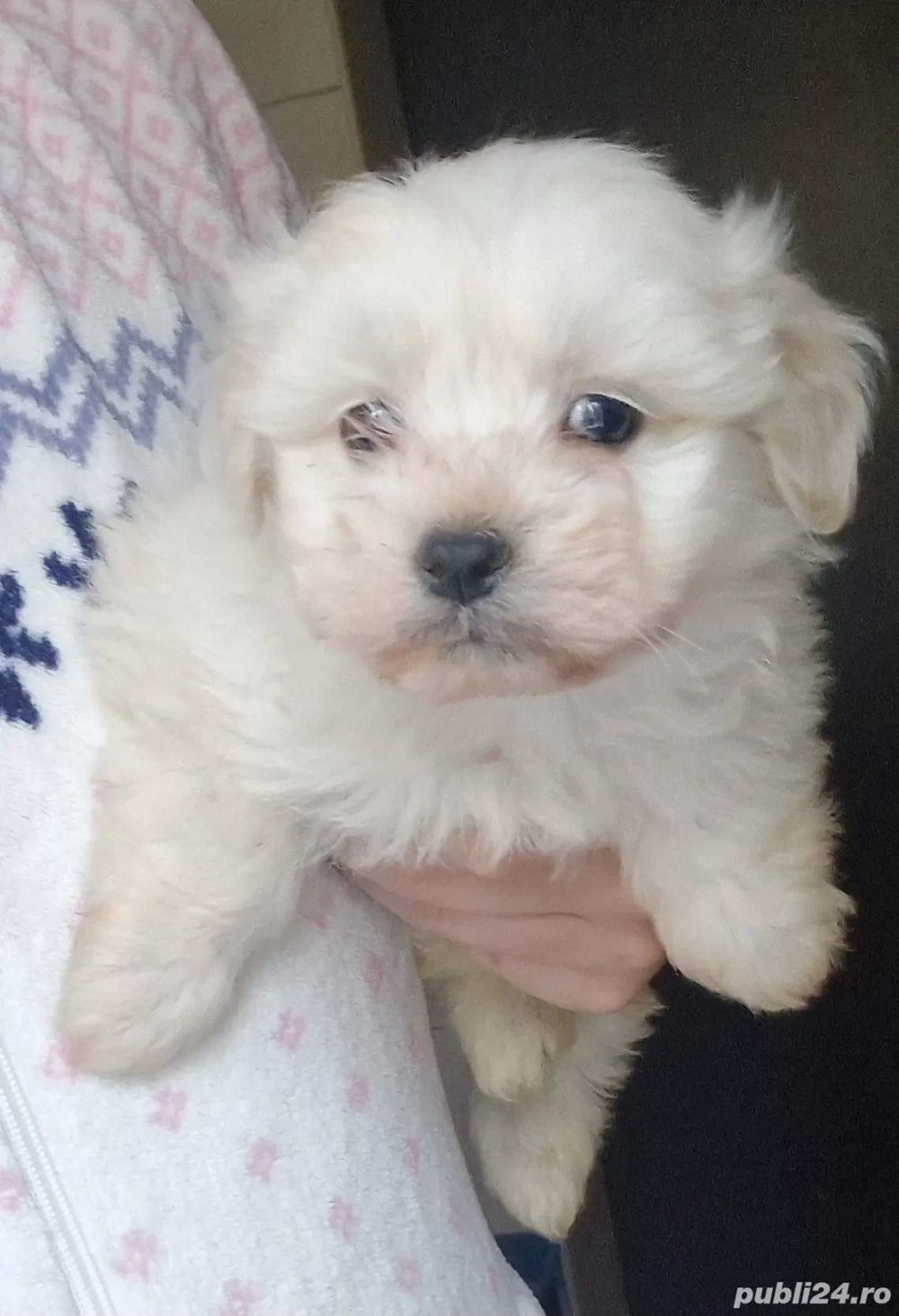 Baietel Bichon Maltese!!!Pret fix