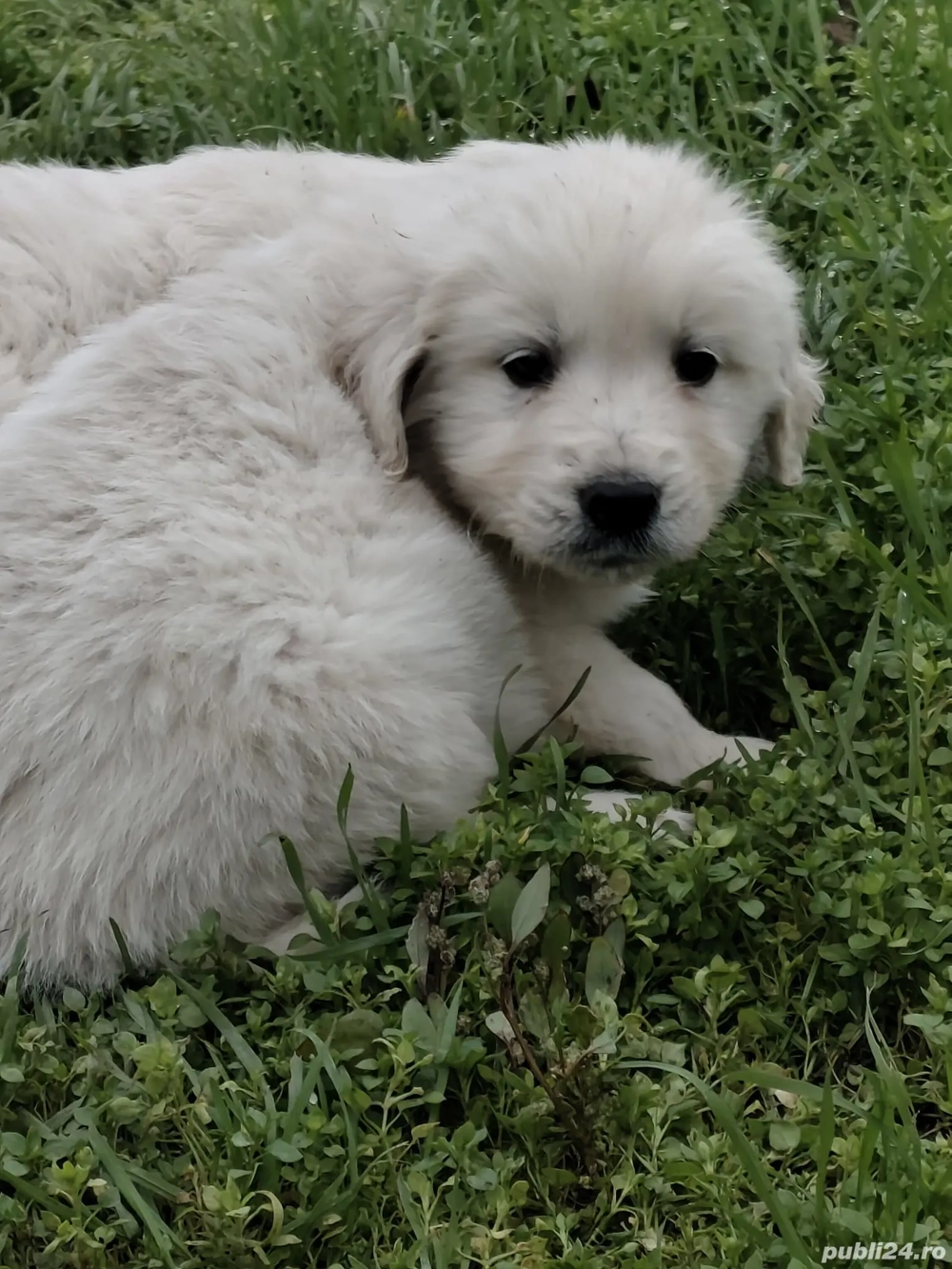 Cadou perfect pentru un an nou