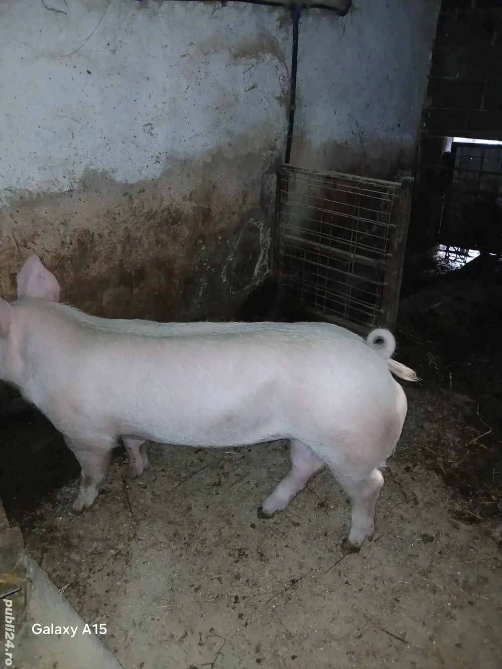 scroafa pt sacrificat sau pentru monta