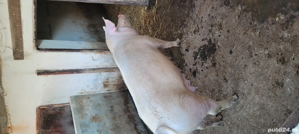 Vând scroafa Landrace 