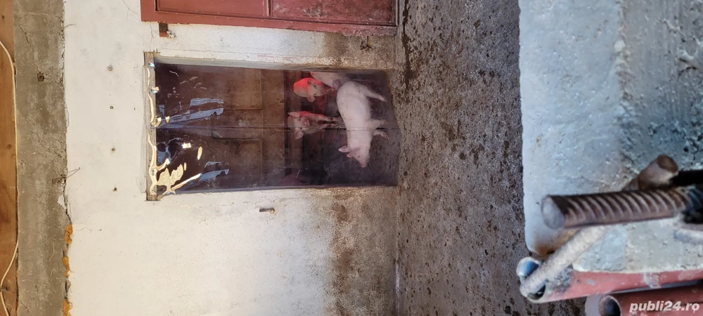 Vând purcei 8 săptămâni și scroafa Landrace