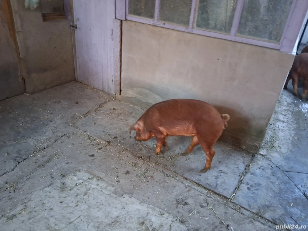 Purcea duroc de vânzare 