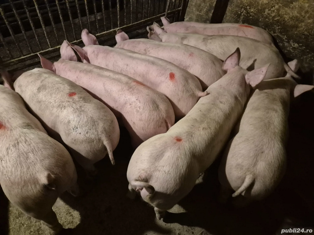 Șoldani rasă de Carne Pick 