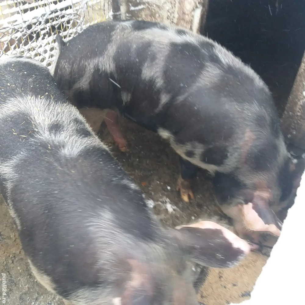 Vînd Porci  Coșoveni