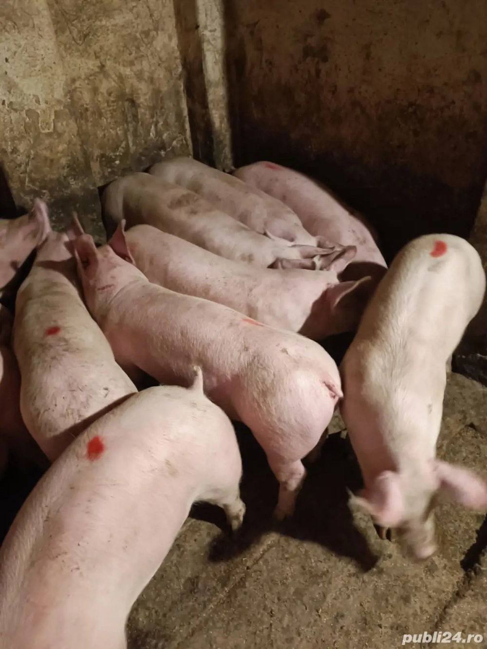 Șoldani 50-70kile rasă Pic