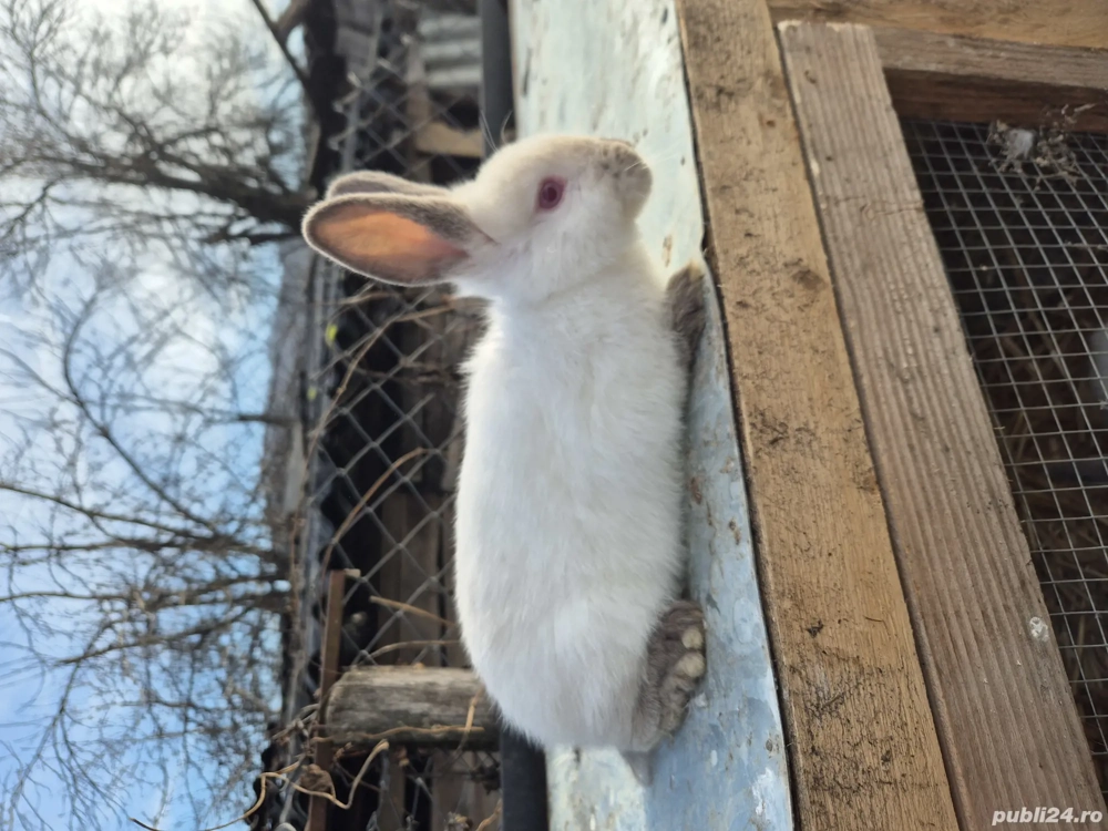 iepuri californieni tineri