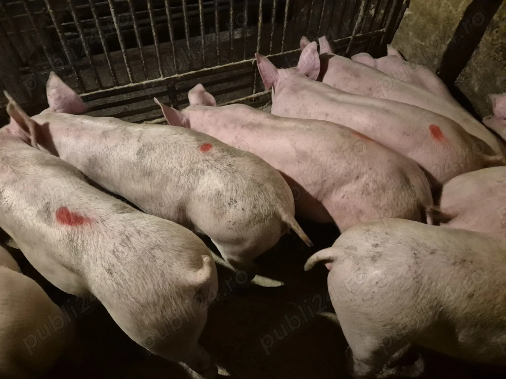 Șoldani Rasă Pic 50-70kg