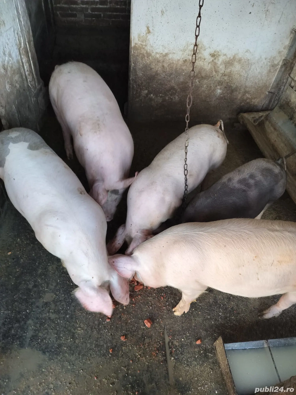 Vând porci rasa de carne