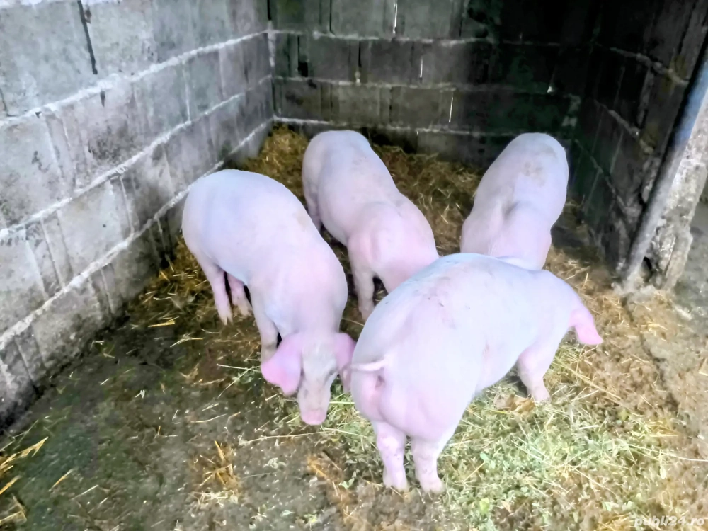 Purcei 10 săptămâni 