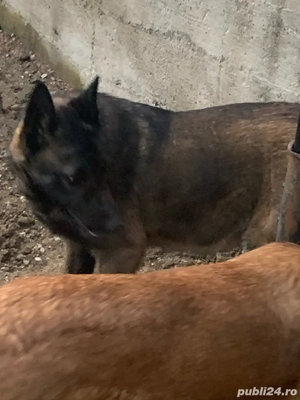 caine ciobanesc belgian de 8 luni