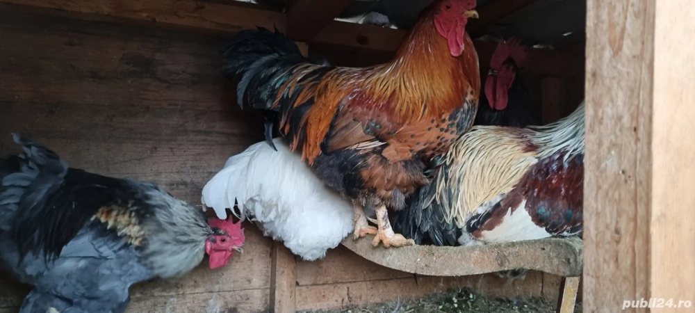 De vanzare cocosi de tara crescuti natural rog si ofer seriozitate maxima