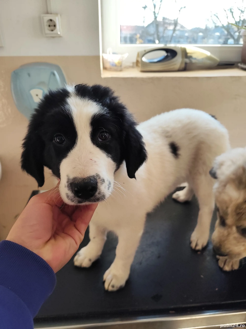 Disponibil femela Ciobanesc Romanesc de Bucovina 