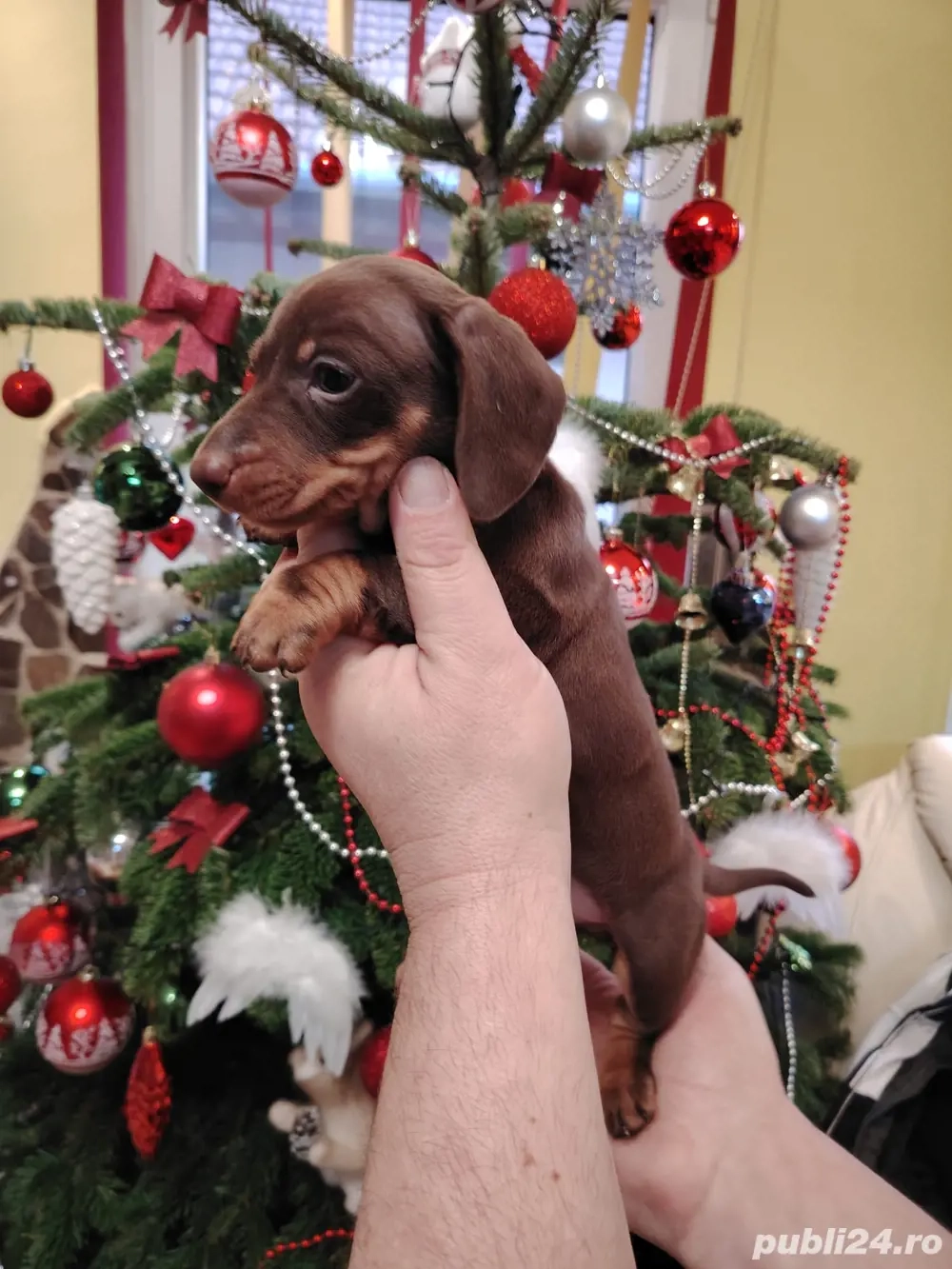 Teckel Baiat mini deosebit