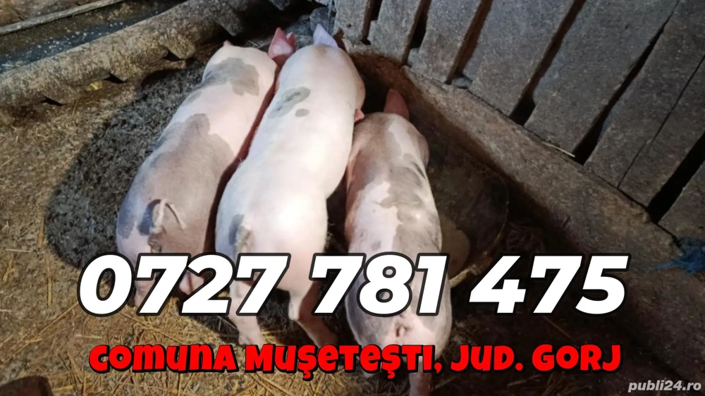 Purcei - Grăsuni de vânzare - Pietrain si Marele Alb