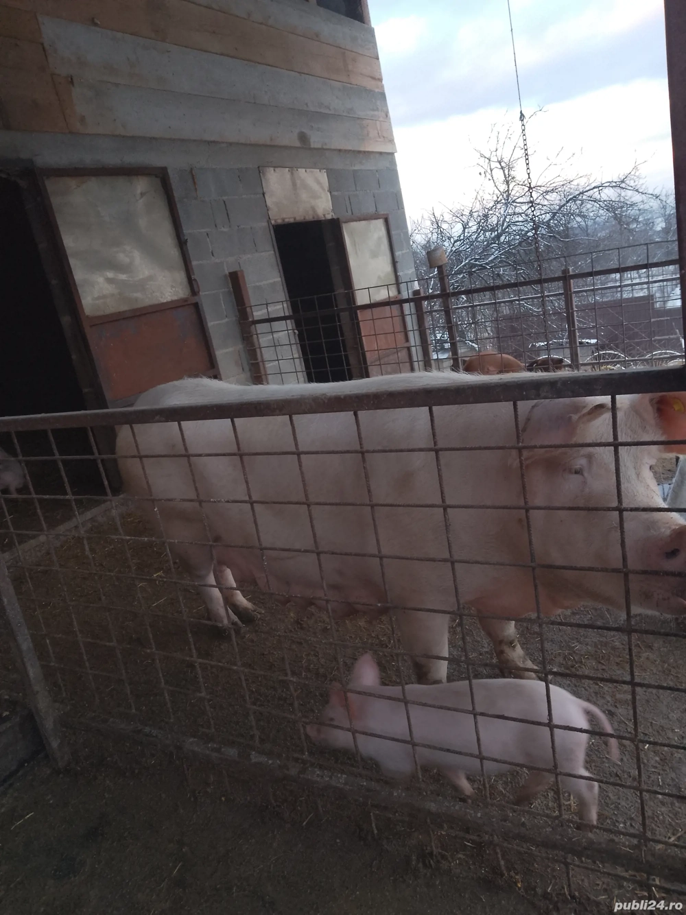 Vând purcei landrace