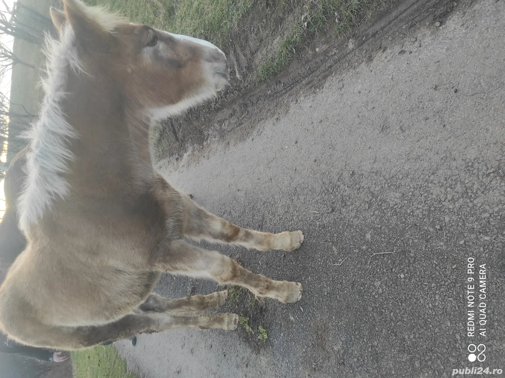 Se vinde mânz 5 luni prețul este 5000 de lei negociabil 