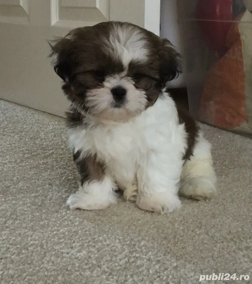 Shih Tzu puiuți
