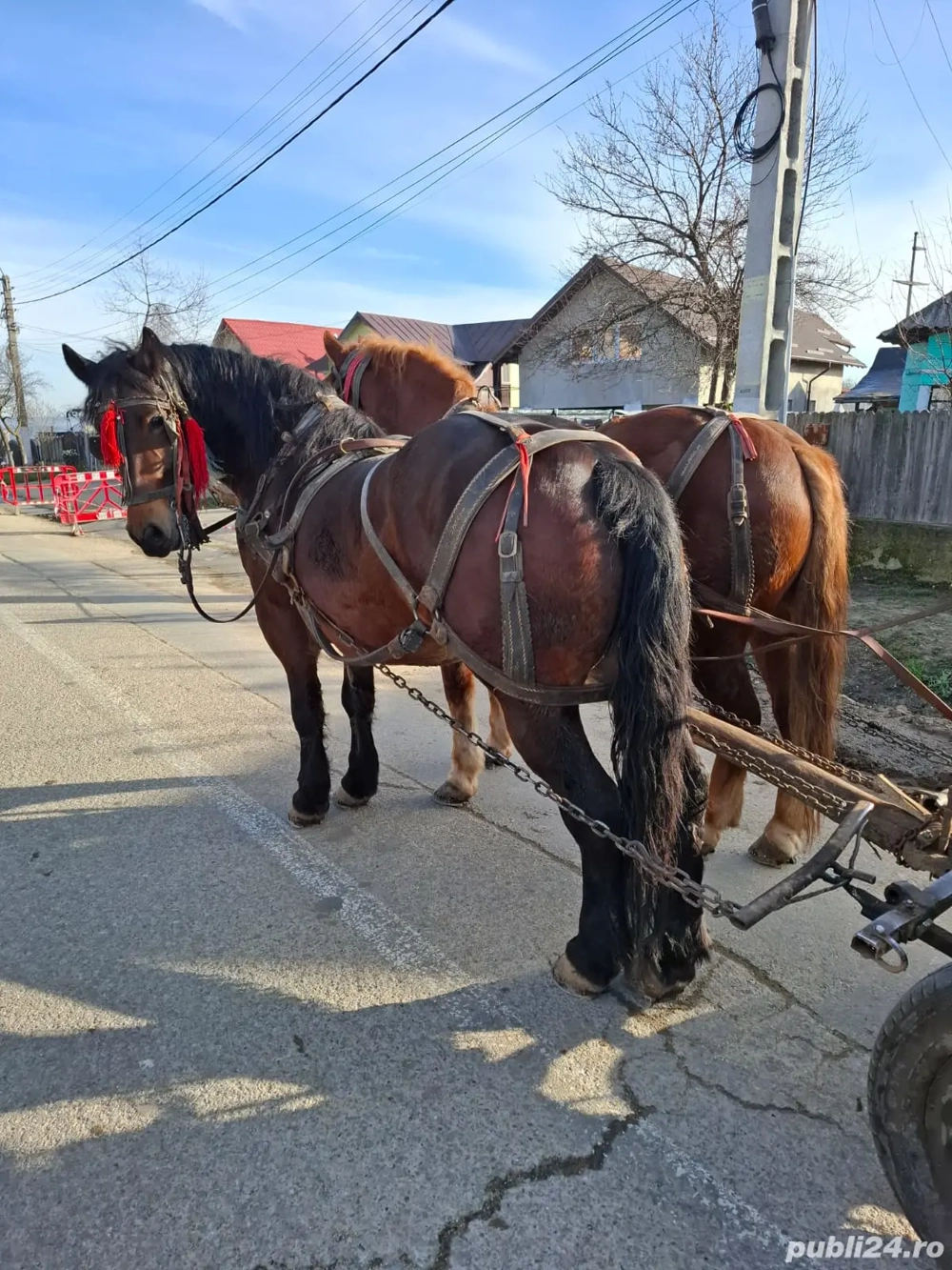 Vând sau schimb iapă 