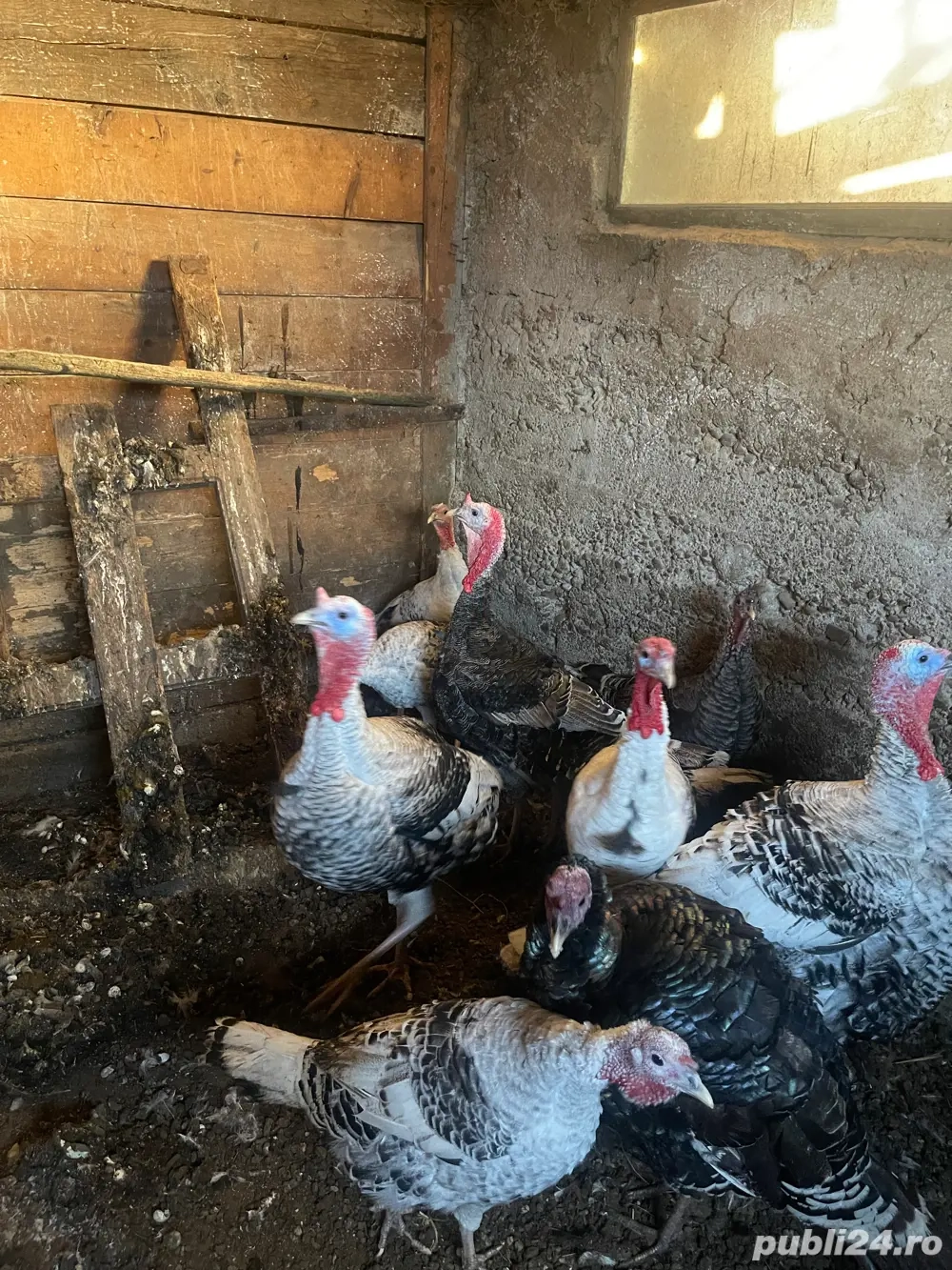 vand curci si curcani 