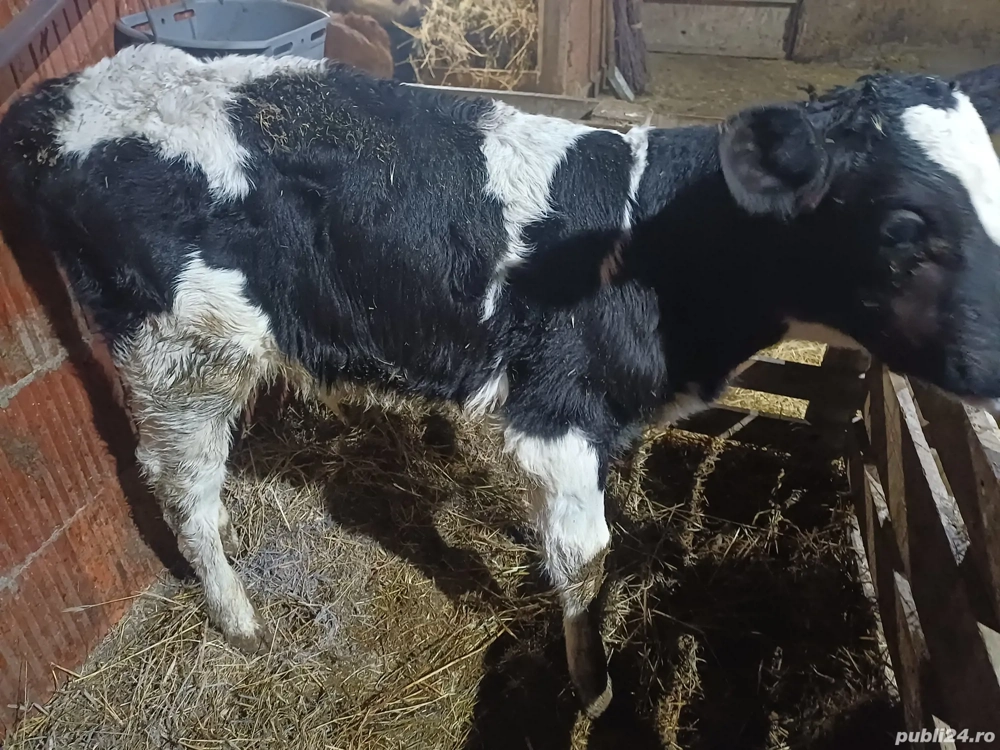 vind tauras de 10 zile 