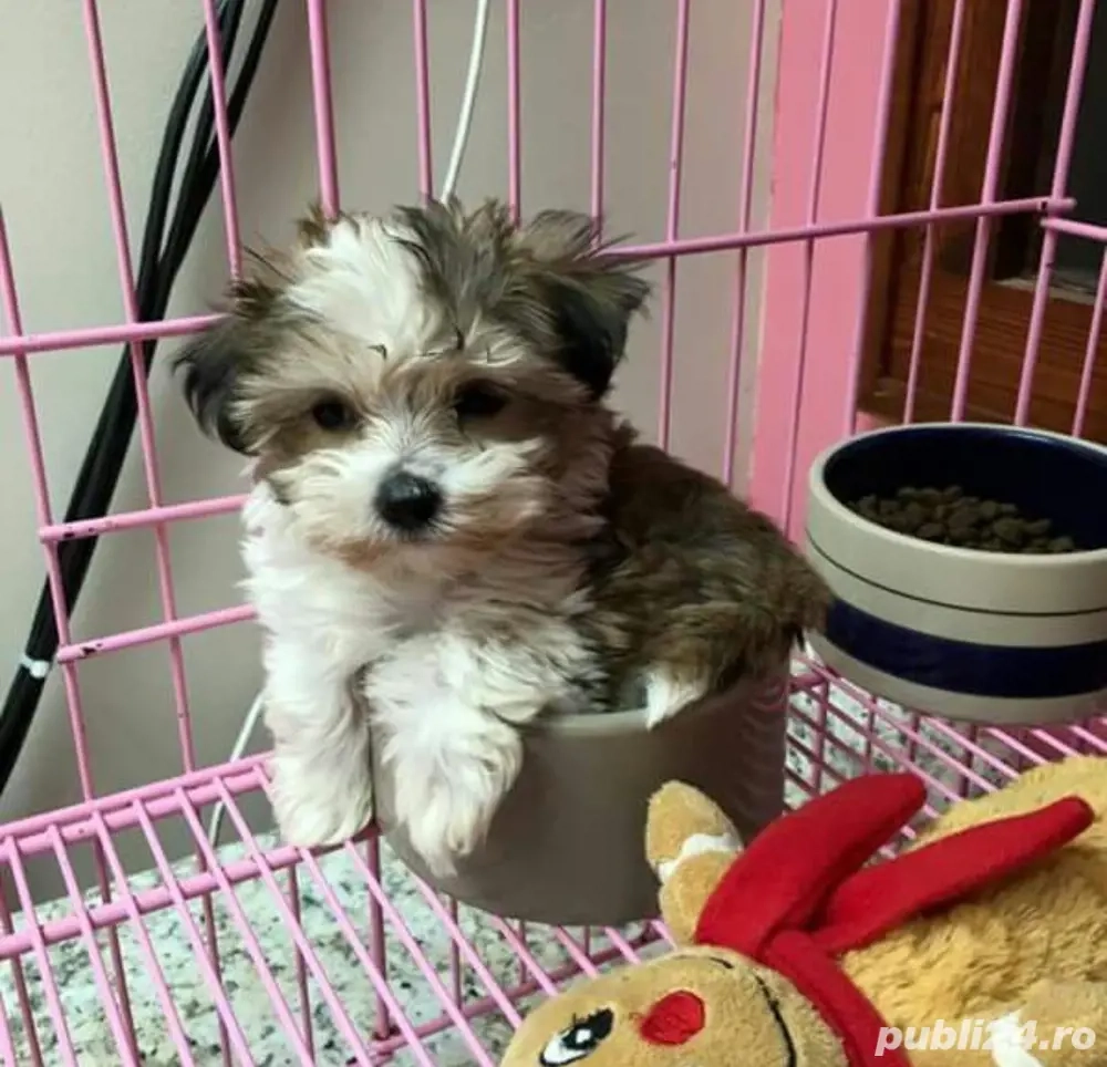 Puiuți de Yorkshire