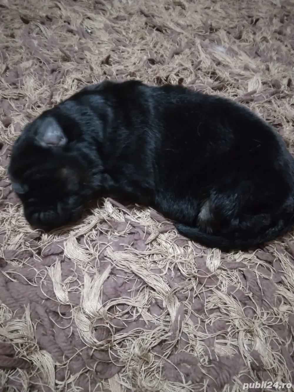 Cățelușe ciobănesc german 