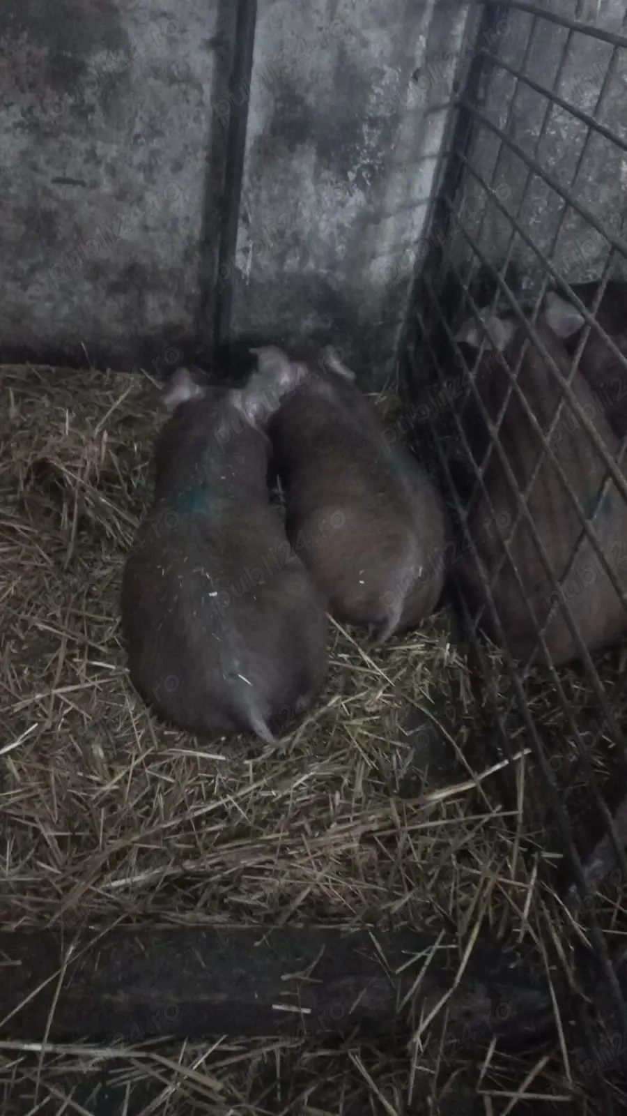 Ultima Pereche Duroc Pur 700 Lei  bucata sau 1300Lei Perechea 2 Luni Com Lița Teleorman o733345270