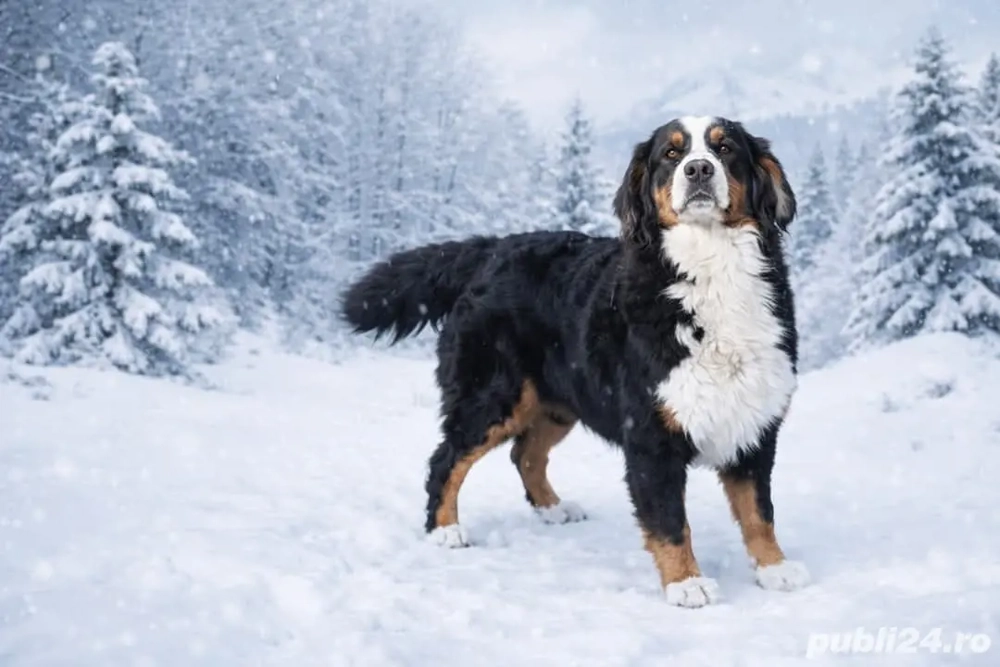 Femela Ciobănesc de Berna 
