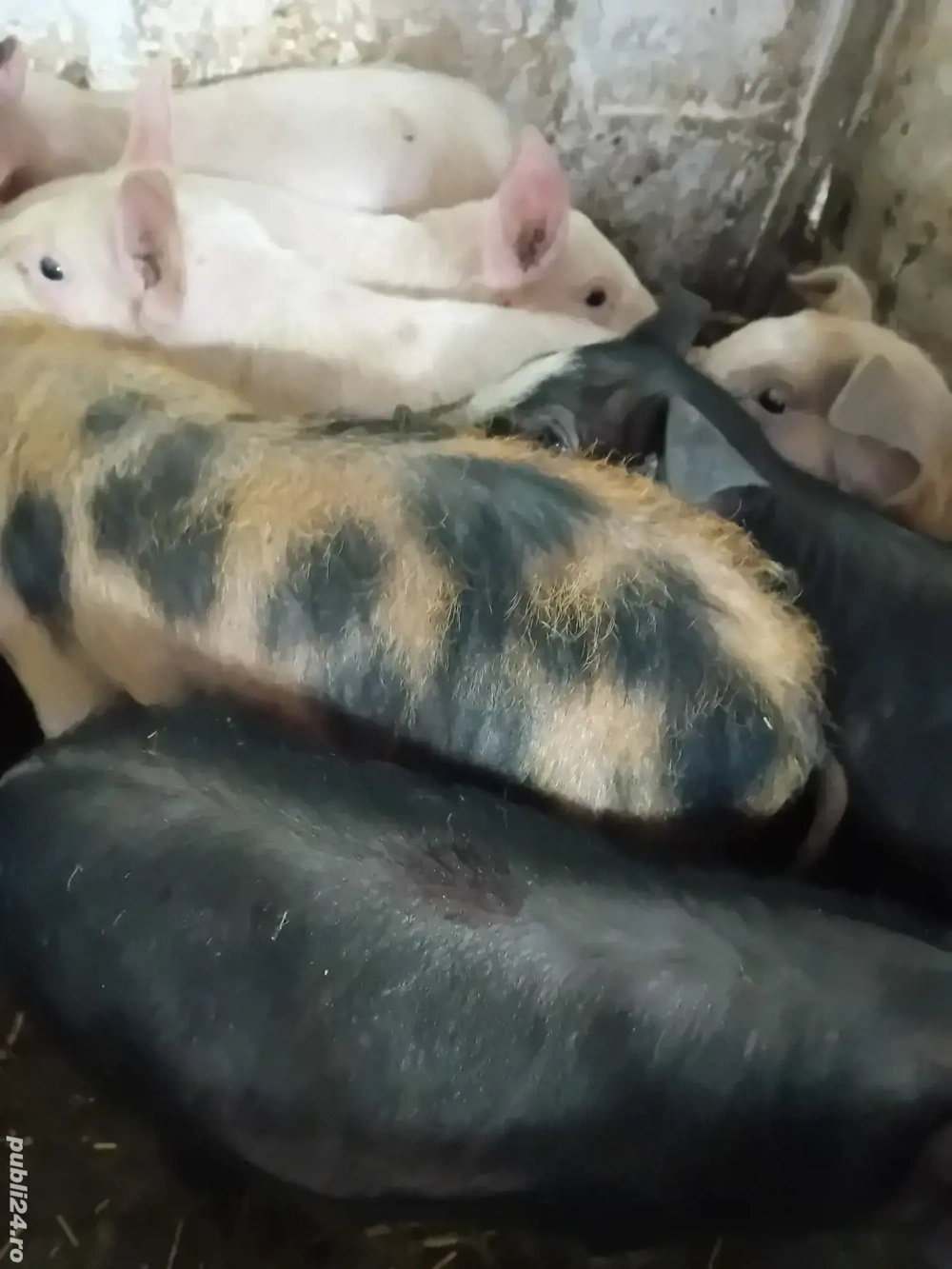 purcei 8 săptămâni 210 lei 