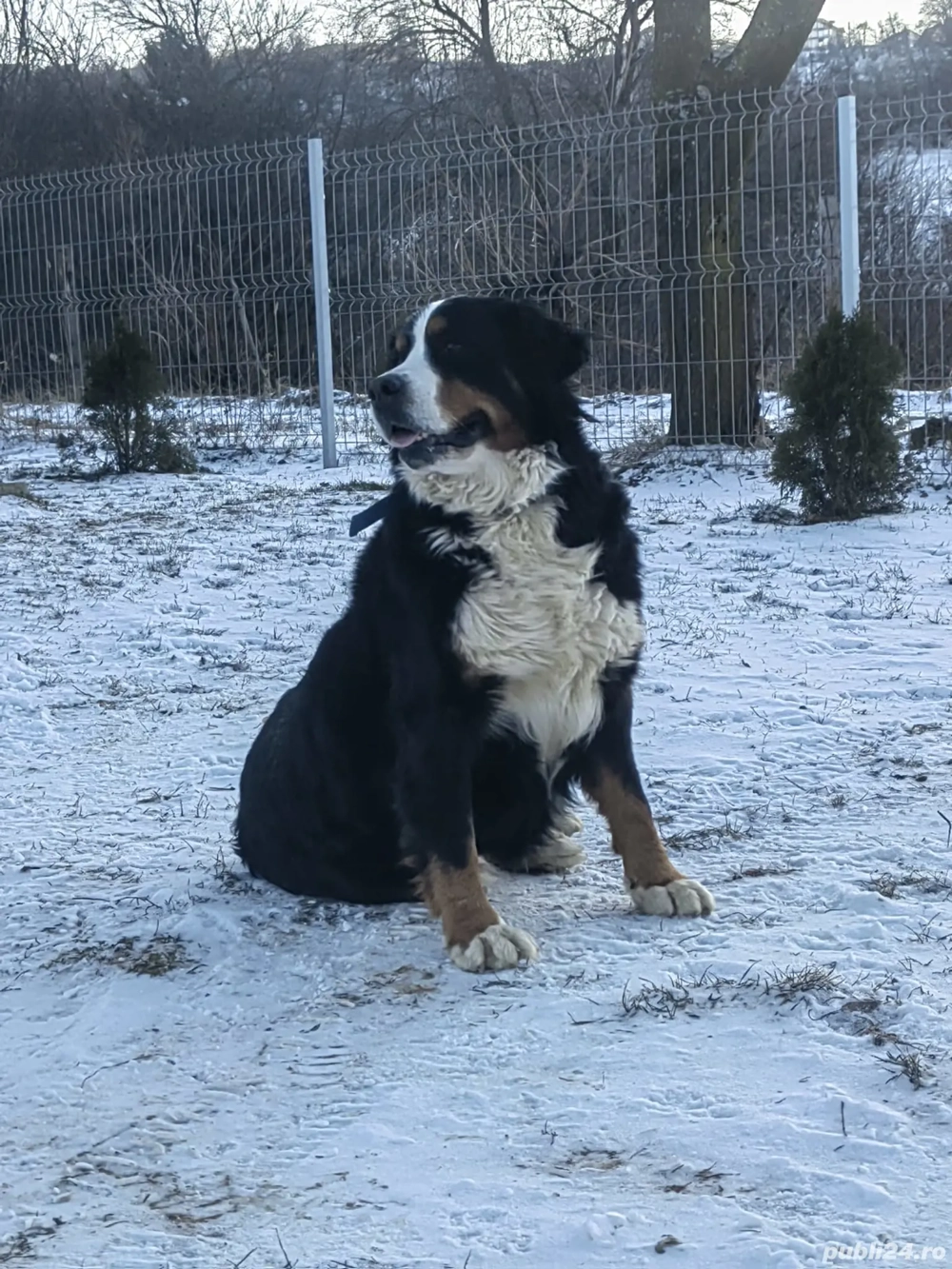 Femelă ciobănesc de berna, cu pedigree FCI 