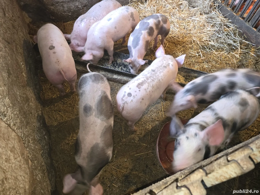 Purcei,  intercati,  vaccinati.