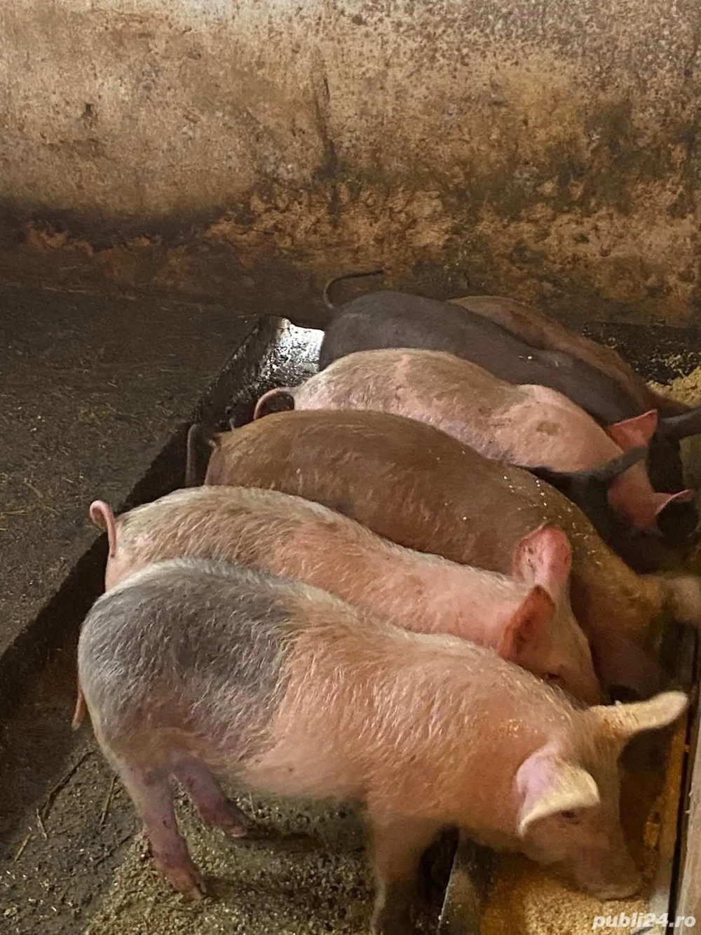 De vanzare. 280 buc foarte frumosi 