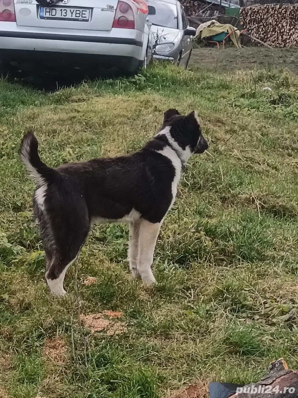 femela asia centrala 6 luni 